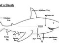 Marine Biology Unit 4 Sharks Flashcards Quizlet