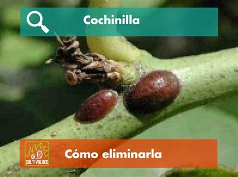 Cochinilla Como Eliminarla Cultivoloco