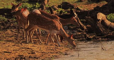 Spotted Deer Drinking Water In Yala National Park Sri Lanka Stock