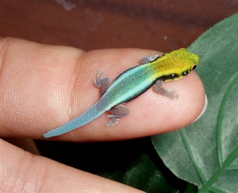 Yellow Headed Day Gecko So Cute Unique Animals Nature Animals