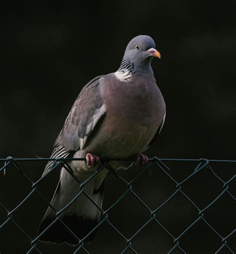 White Dove Flying · Free Stock Photo