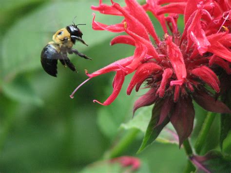 Carpenter Bee On Bee Balm Amy Woodward Flickr