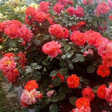 Монинг Сан(Morning Sun) - Florasad