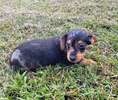 Mini Dachshund x Yorkie Mix (Dorky:)) | Dogs & Puppies for Rehoming ...