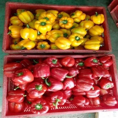 Rijk Zwaan Hybrid Color Capsicum Seeds Packaging Type Plastic Bag At