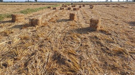 Loose Rice Straw Bales,, Packaging Size: 50 kg at ₹ 95/kg in Ahmedabad ...