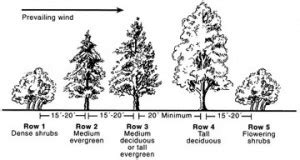 Creating A Windbreak With Trees The Tree Center