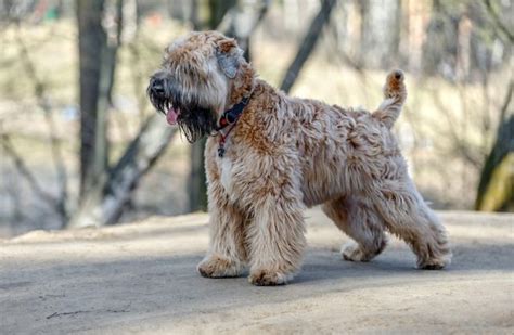 The 11 Most Popular Irish Dog Breeds - A-Z Animals