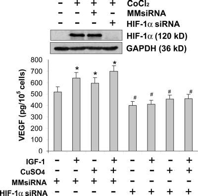 Effects of HIF 1α siRNA on IGF 1 or Cu induced VEGF expression