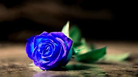 Blue Rose Wallpaper Hd Free Download