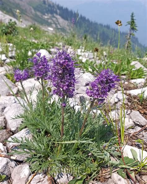 Phacelia sericea – Botanically Inclined – Seed Adventures