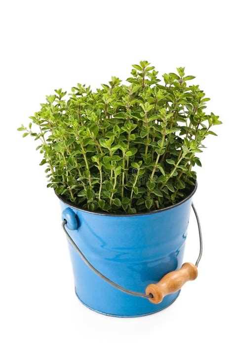 Oregano Plant Stock Image Image Of Growing Natural