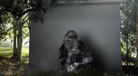 Koko The Signing Gorilla Releases Message Urging Humans To Take Care Of