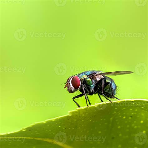 Green flies on blur background. These flies can cause diseases that are