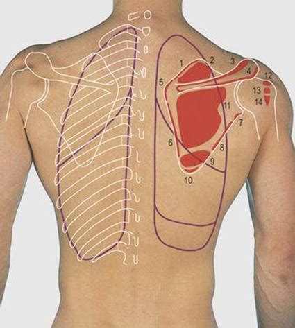 Surface Anatomy Of Shoulder Anatomical Charts Posters