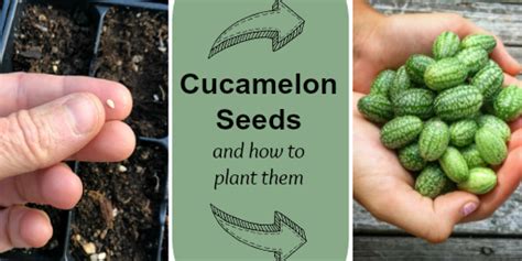 Cucamelon Seeds and How to Plant, Grow, and Harvest this Popular Crop