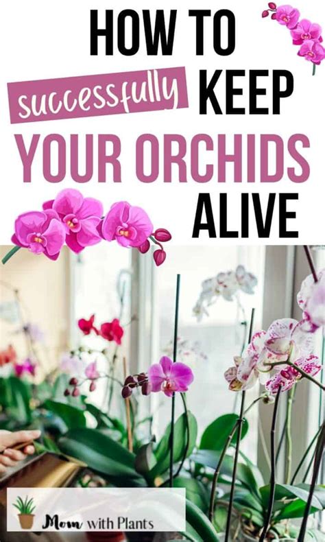 Beginners Guide How To Care For Orchids Mom With Plants