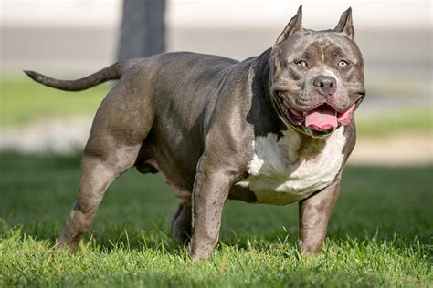 American Bully Dog Breed - Amazing Facts You Must Know!