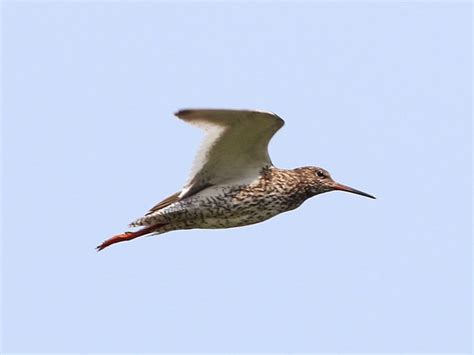 Птицы Украины