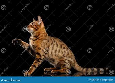 Playful Bengal Female Cat Sitting Raising Paw Isolated Black