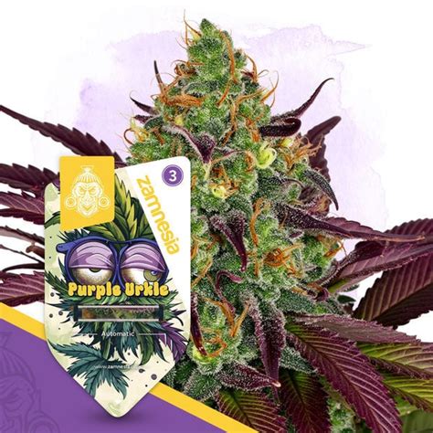 Purple Urkle Automatic Zamnesia Seeds Zamnesia Usa