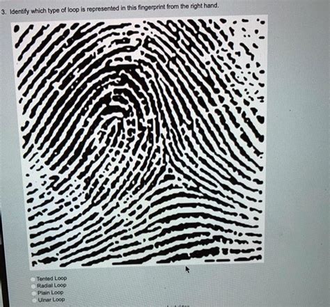 SOLVED: Identify which type of loop is represented in this fingerprint ...