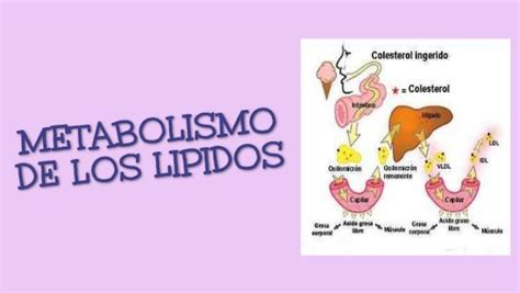 Metabolismo De Los L Pidos