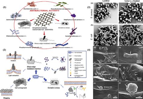 Promising Graphene Based Nanomaterials And Their Biomedical Applications And Potential Risks A