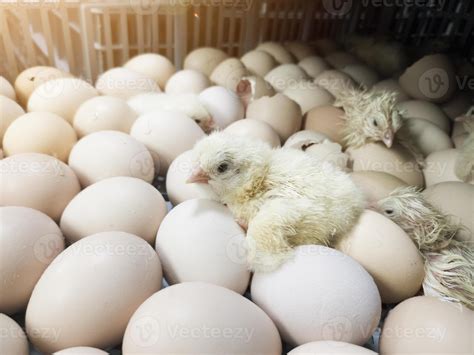 A Newborn Chick Emerges From The Egg Shell And Hatches In The Chicken