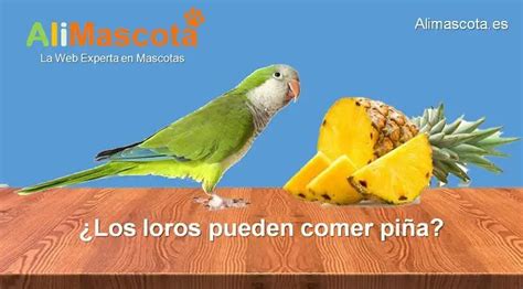 Los Loros Pueden Comer Pi A Alimascota Es Loros Pi A Beneficios