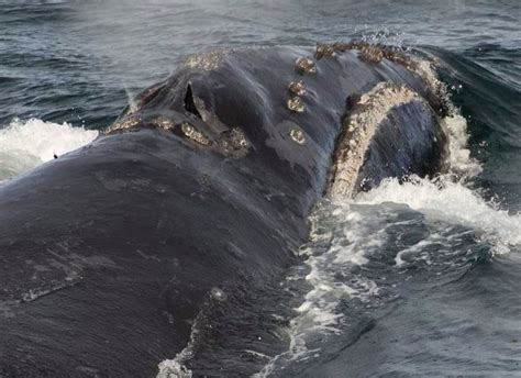 Feds look at expanding habitat for world’s most endangered whales ...