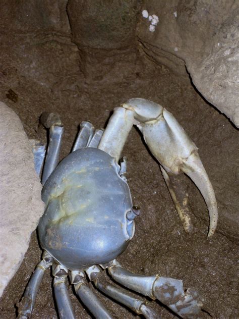 inside some caves, Aruba 2010 | Sea life, Aruba, Sea