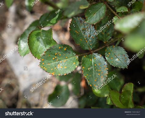 Leaf Rose Rust Fungus Phragmidium Mucronatum Stock Photo 1740518627 ...