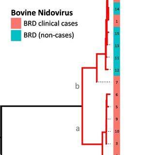 Maximum Likelihood Phylogeny Of BoNV The Tree Is Midpoint Rooted