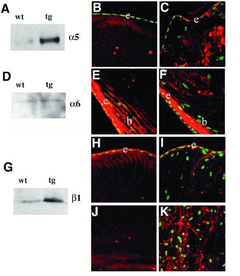 Expression Pattern Of Integrins In The Lens Of Week Old Mice A