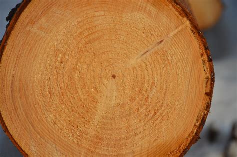 картинки : дерево, время, Пища, производить, Крупным планом, кокос ...