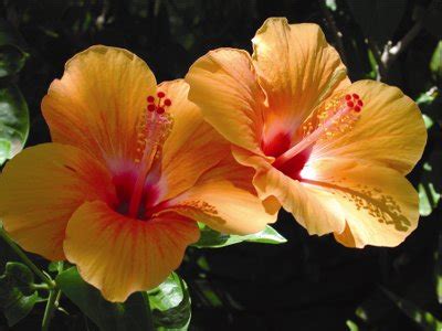 Hibiscus - Plants