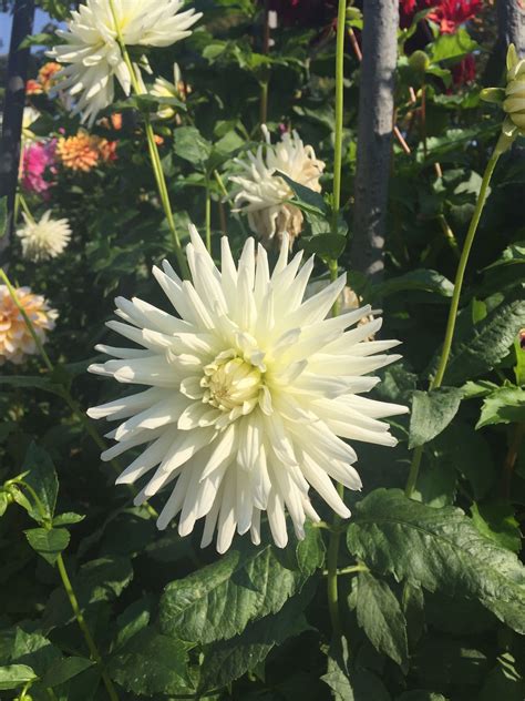 Dahlia 'My Love' | Dahlia, Flowers, Garden