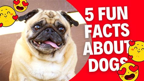 5 Fun Facts About Dogs Youtube