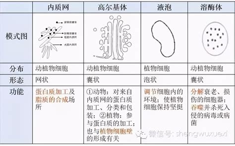 初中生物各种细胞器的比较全面具体要熟悉 哔哩哔哩