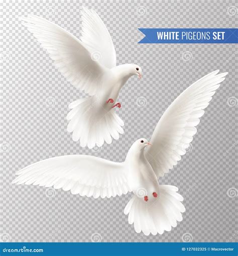 White Dove Set Stock Vector Illustration Of Icons Hopeful 127032325