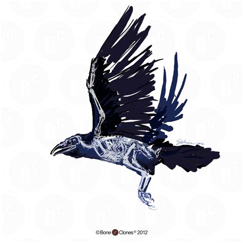 Articulated Raven Skeleton - Bone Clones, Inc. - Osteological Reproductions