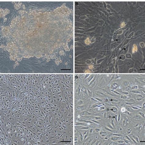 Morphology Of Ovarian Cells During The In Vitro Culture Morphological Download Scientific