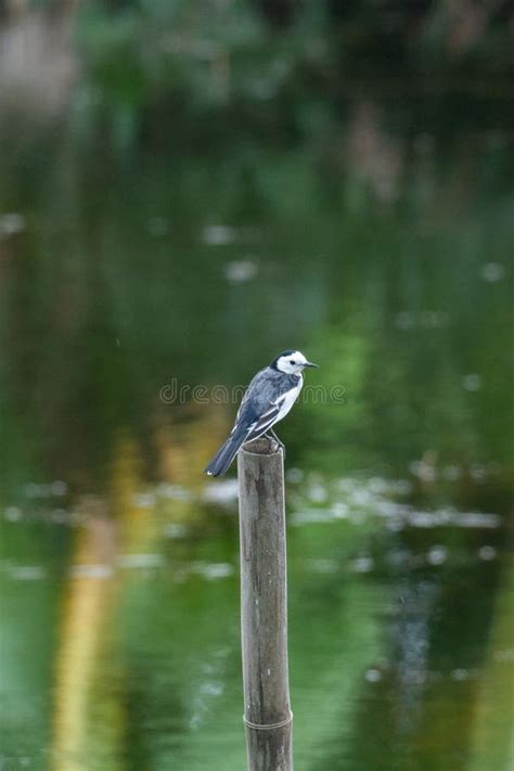 White Wagtail Is Standing On The Wood In Wetlands Park Od Hengqin