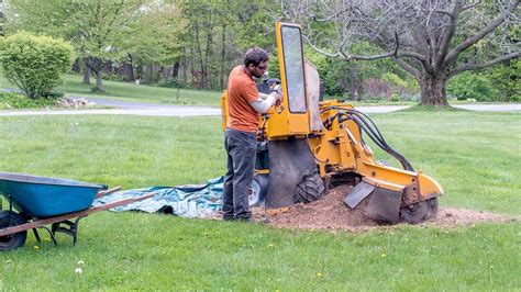 Who To Call To Get Rid Of Tree Stumps