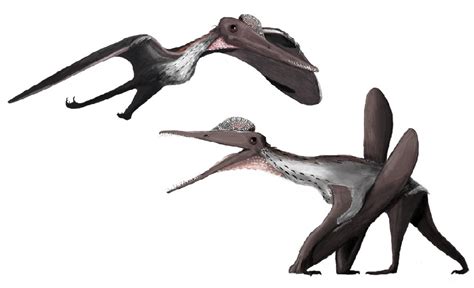 Pterodactylus Pictures & Facts - The Dinosaur Database