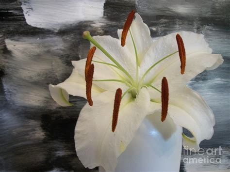 Amazing Lily Photograph By Marsha Heiken Fine Art America