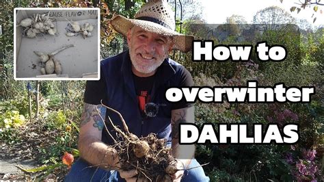 How To Overwinter Dahlias Digging Up Storing Dahlias YouTube