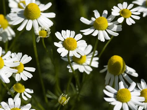 Tanacetum parthenium - wild in Provence