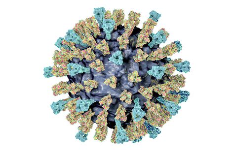 Measles Virus 5 Photograph By Kateryna Kon Science Photo Library